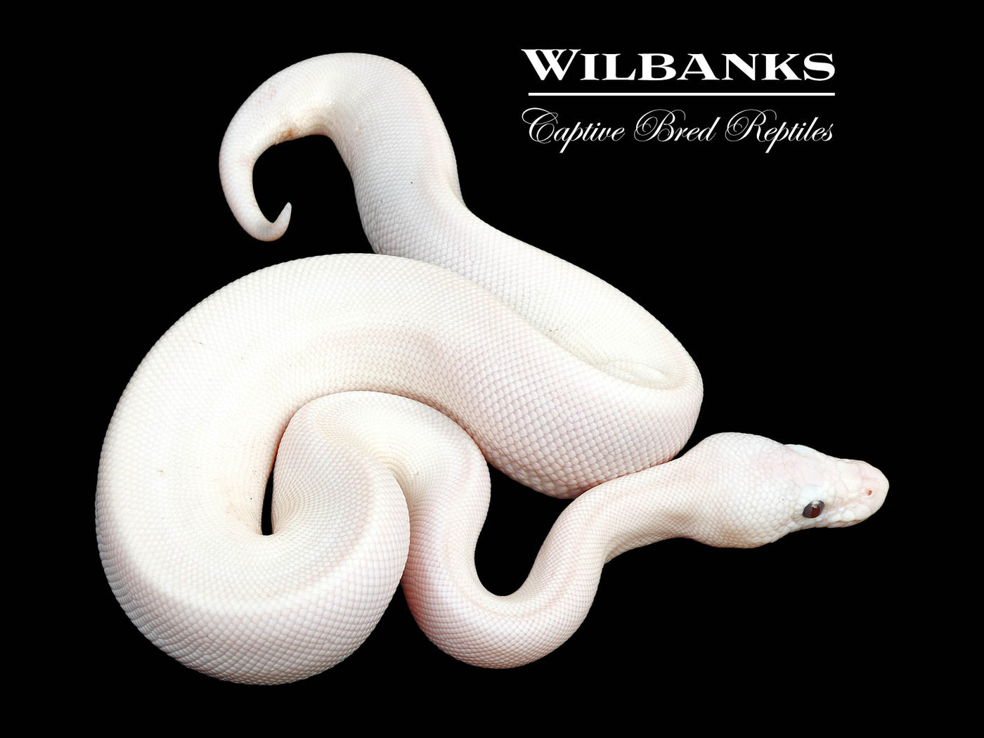 Banana Blue Eyed Leucistic -Super Butter Ball Python ♂ '24