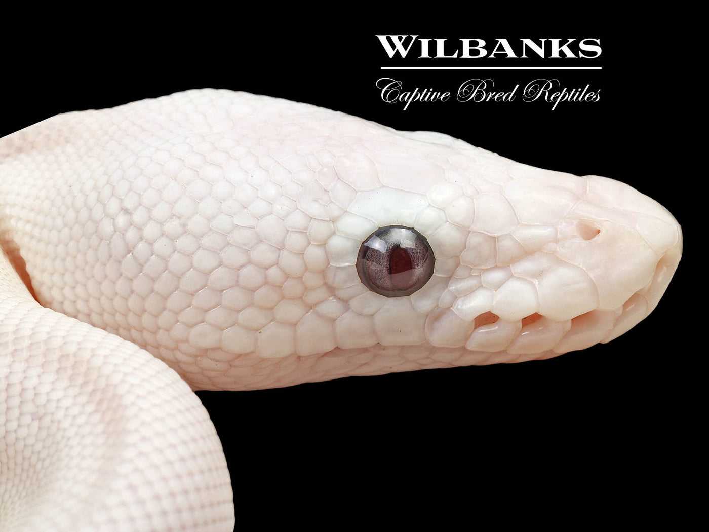 Banana Blue Eyed Leucistic -Super Butter Ball Python ♂ '24