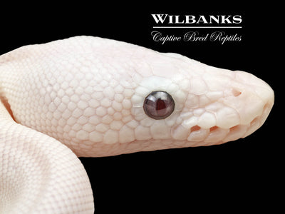 Banana Blue Eyed Leucistic -Super Butter Ball Python ♂ '24