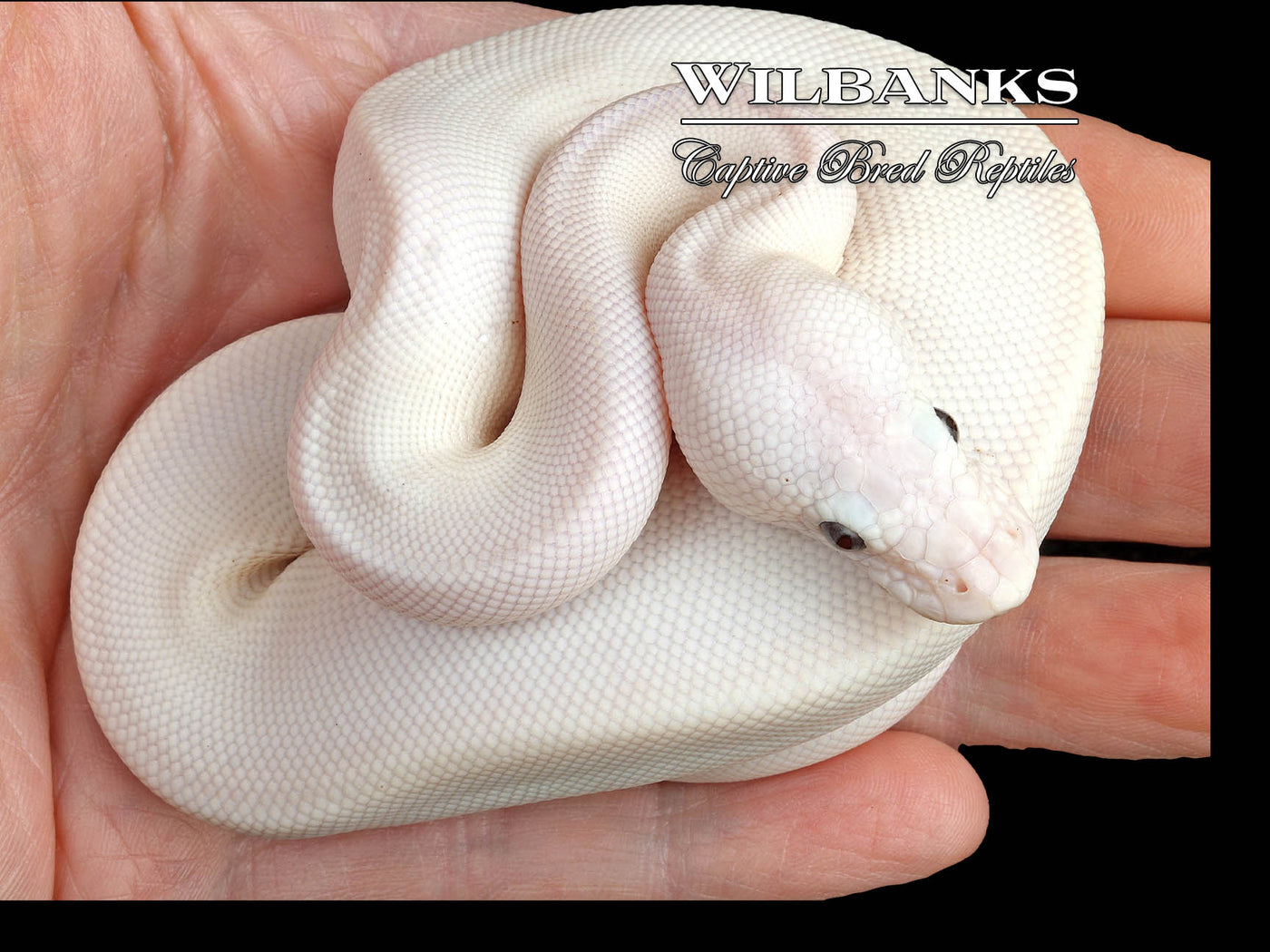 Banana Blue Eyed Leucistic -Super Butter Ball Python ♂ '24