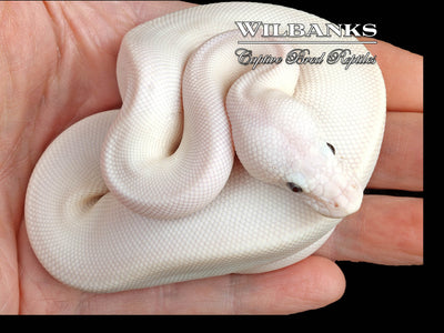 Banana Blue Eyed Leucistic -Super Butter Ball Python ♂ '24