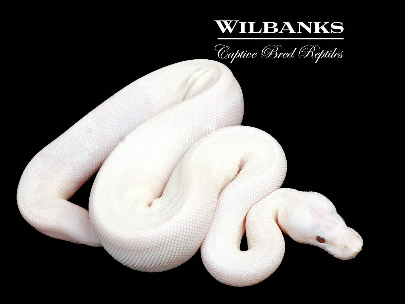 Blue Eyed Leucistic -Super Butter Ball Python ♀ '24