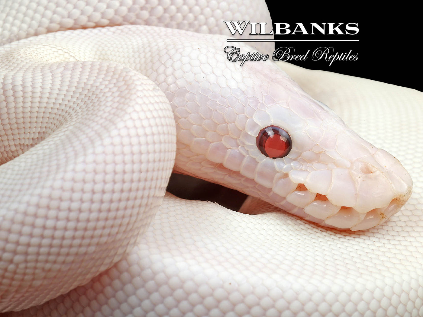 Blue Eyed Leucistic -Super Butter Ball Python ♀ '24