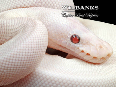 Blue Eyed Leucistic -Super Butter Ball Python ♀ '24