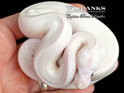 Blue Eyed Leucistic -Super Butter Ball Python ♀ '24