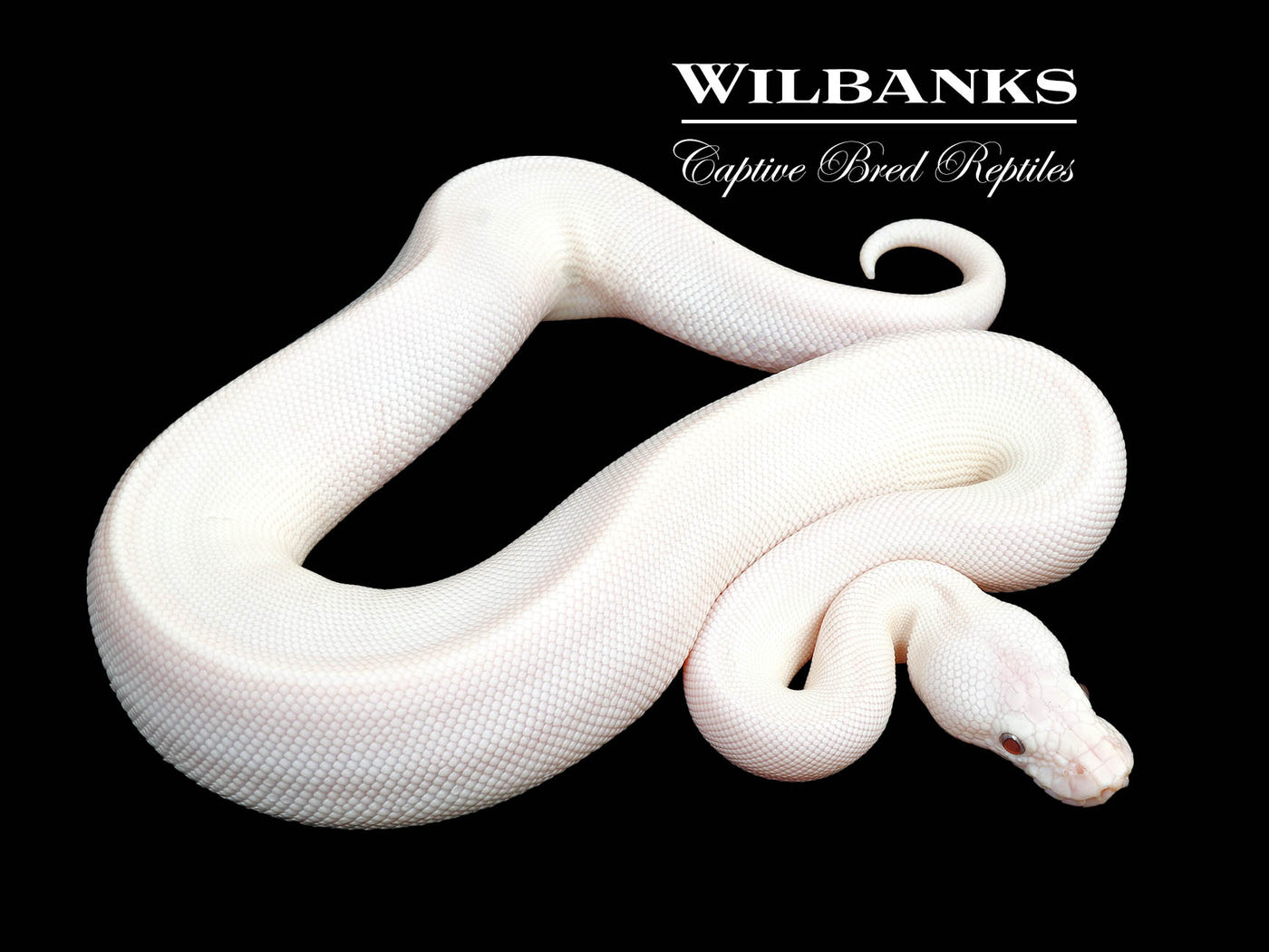 Blue Eyed Leucistic -Super Butter Ball Python ♀ '24