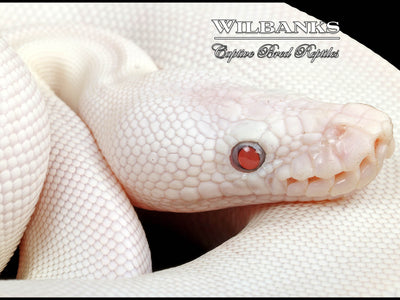 Blue Eyed Leucistic -Super Butter Ball Python ♀ '24