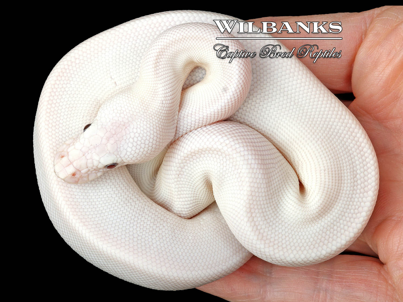 Blue Eyed Leucistic -Super Butter Ball Python ♀ '24