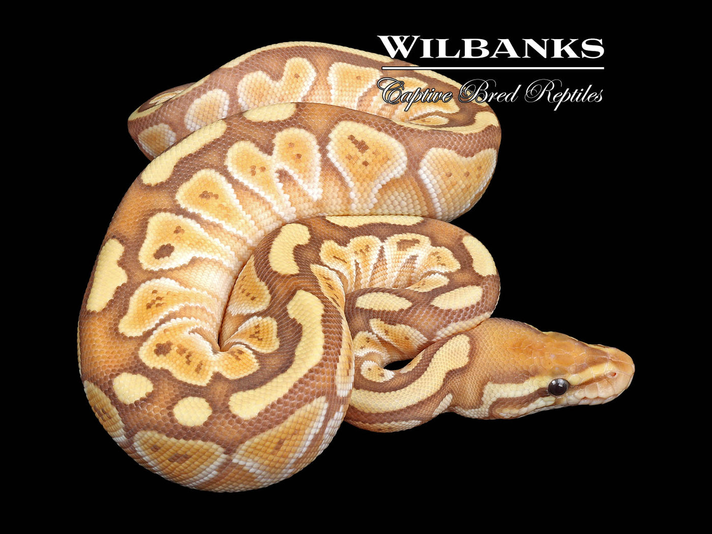 Banana Butter Ball Python ♀ '24