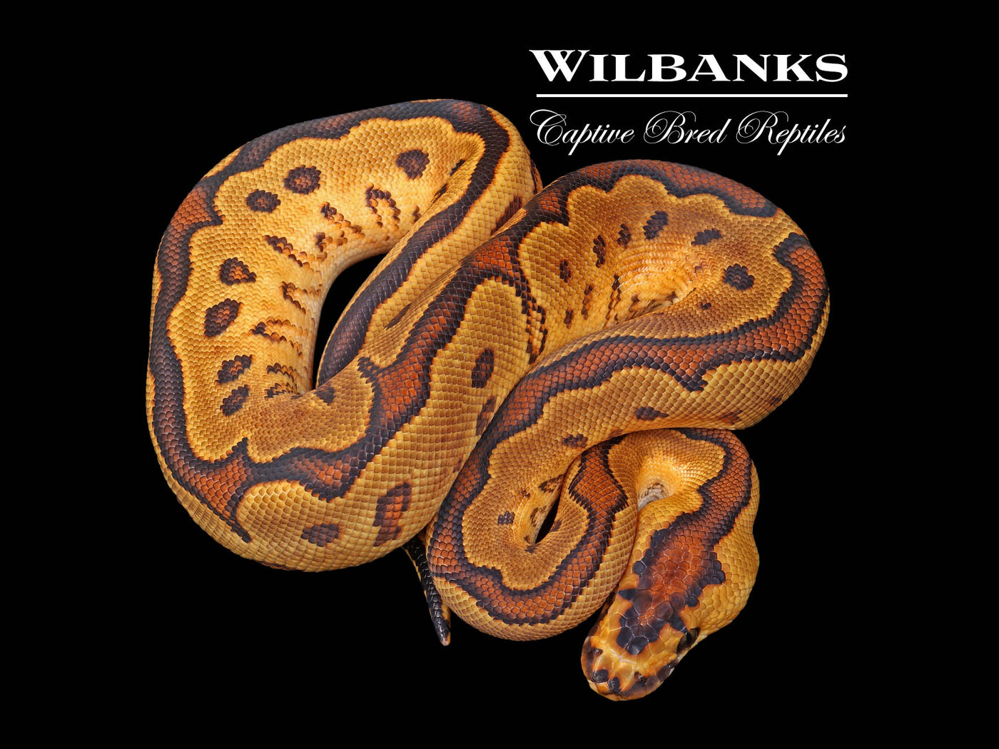 Sugar Yellow Belly Clown Ball Python ♂ '24