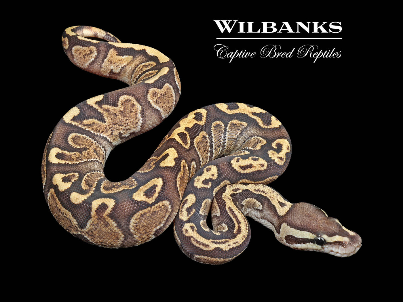 GHI Fire Clown Ball Python ♀ '24