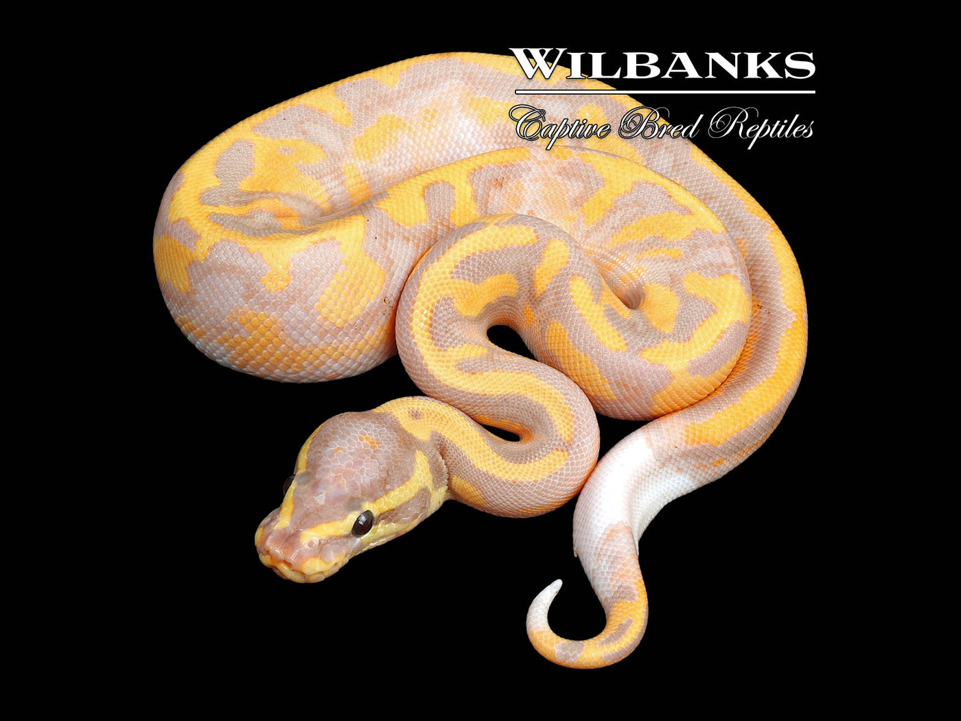 Banana Pied Ball Python ♂ '24