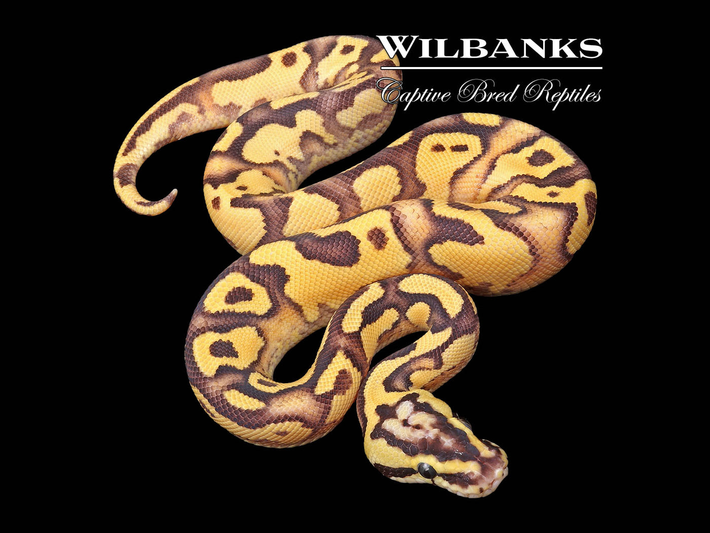 FireFly Enchi Yellow Belly or Gravel Ball Python ♂ '24