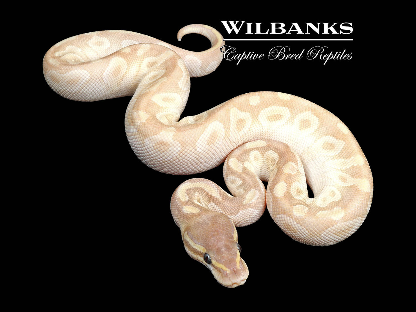 Crystal Ball Python ♂ '24