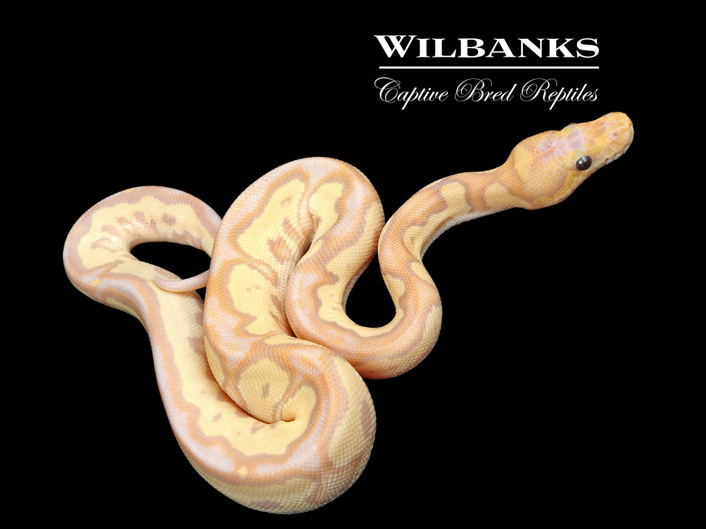 Banana Mojave Fire Clown Ball Python ♂ '24