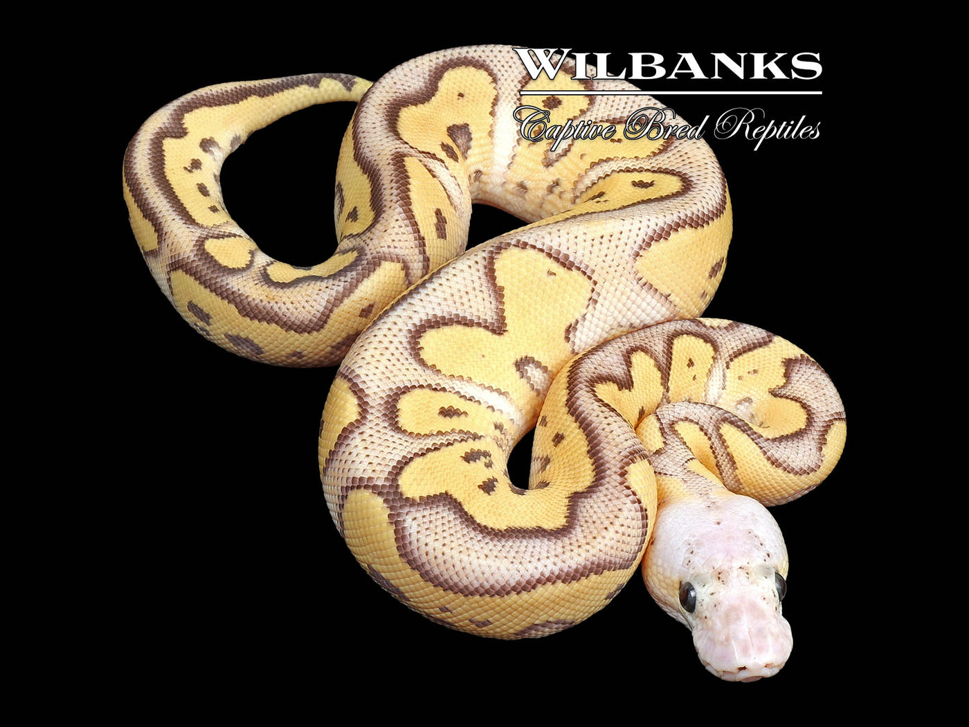 Firefly Mojave Clown Ball Python ♀ '24