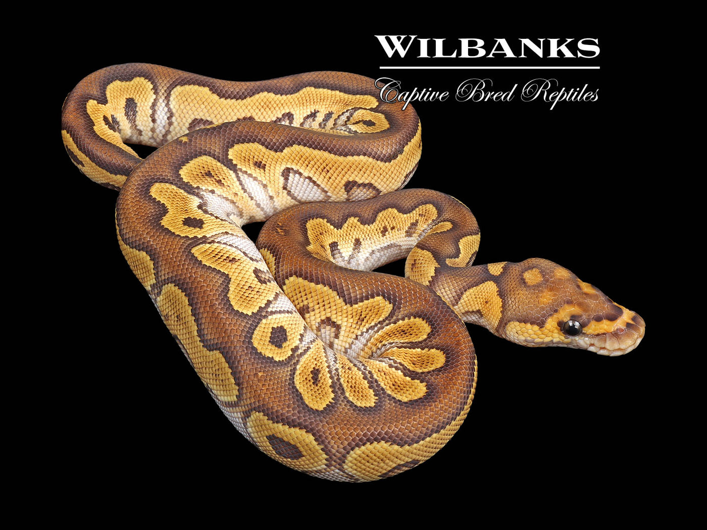 Mojave Clown Ball Python ♀ '24