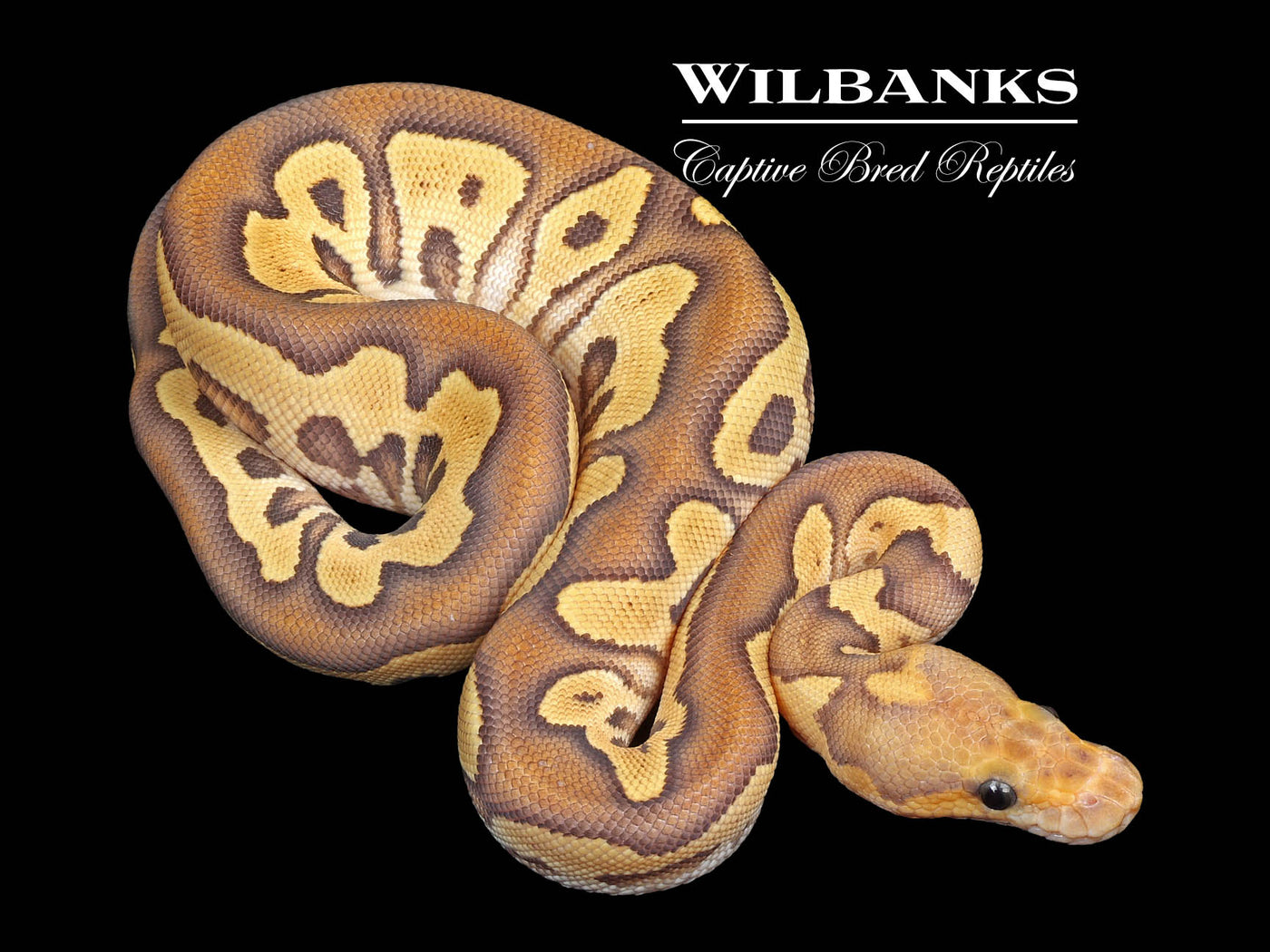 Mojave Fire Clown Ball Python ♀ '24