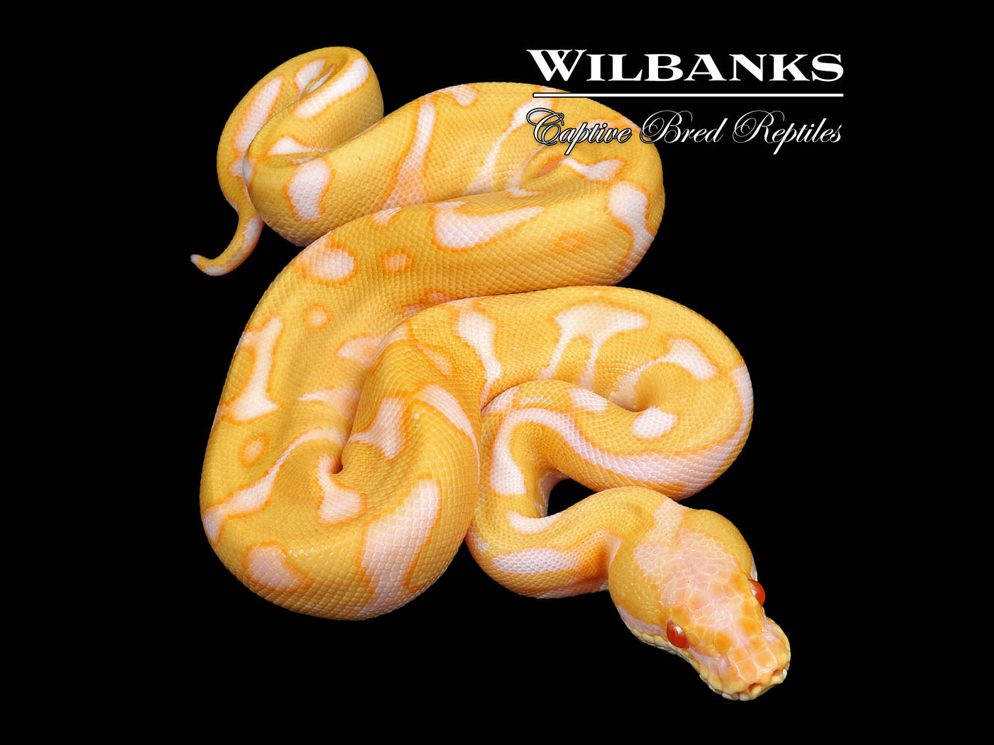 Albino Leopard Enchi Ball Python ♂ '24