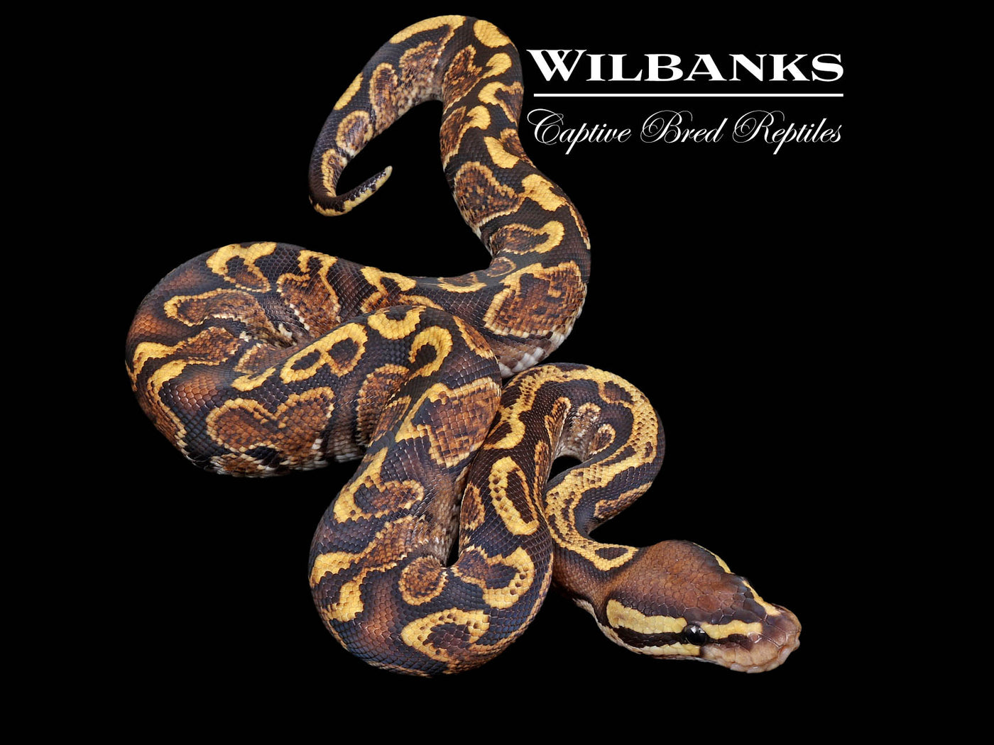 Spark GHI Ball Python ♂ '24