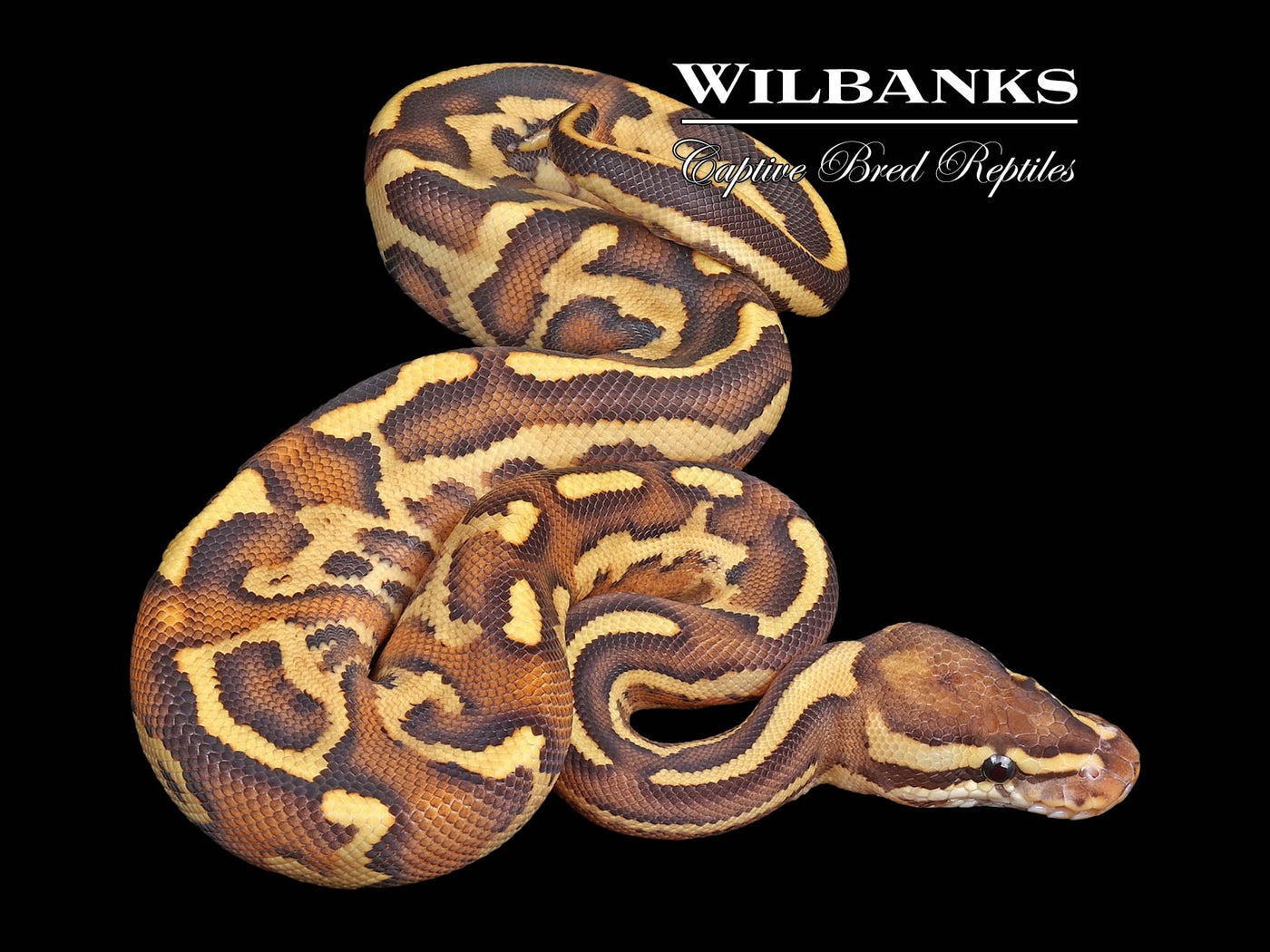 Leopard Gravel Spark Ball Python ♂ '24