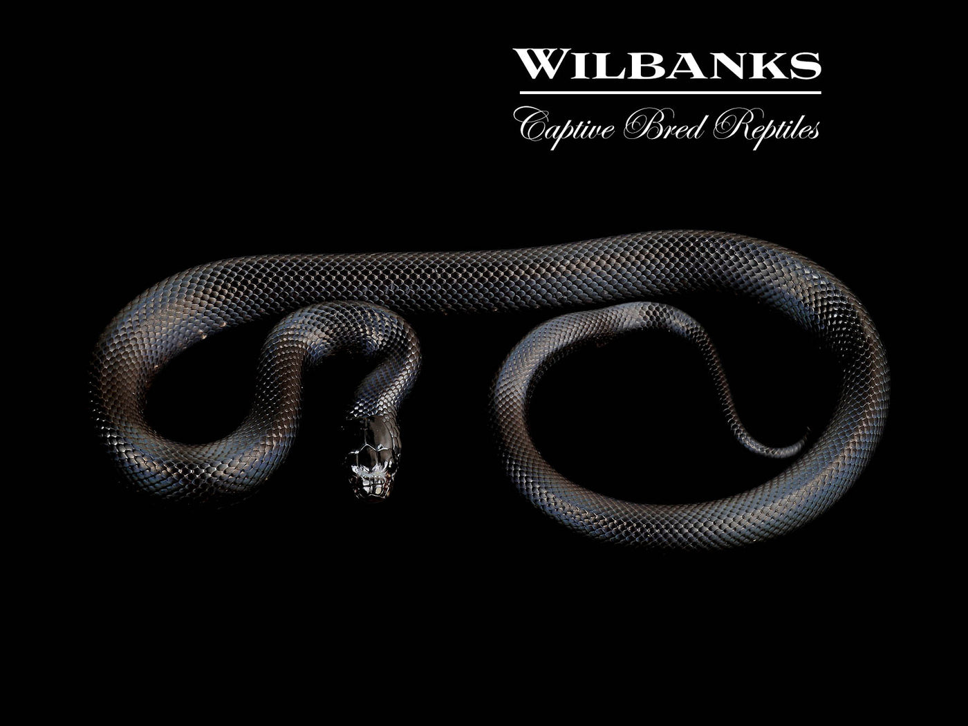 Mexican Black Kingsnake ♀ '24