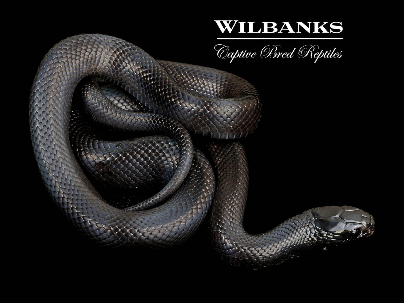 Mexican Black Kingsnake ♂ '24