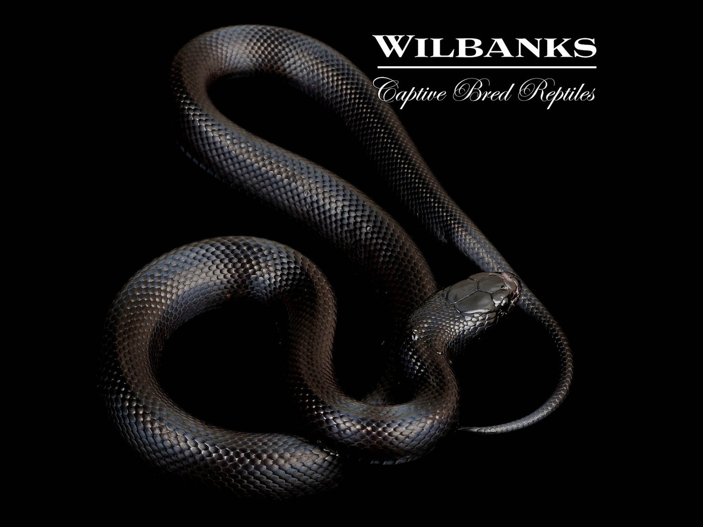 Mexican Black Kingsnake ♀ '24