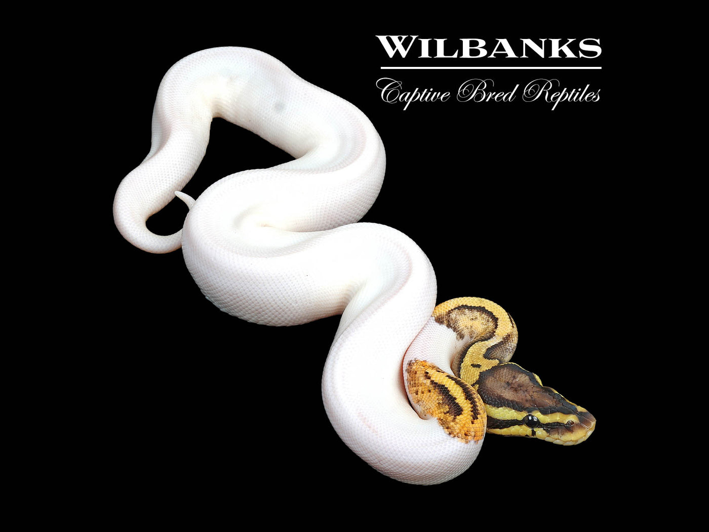 Pastel Pied 100% Het. Hypo Ball Python ♀ '24