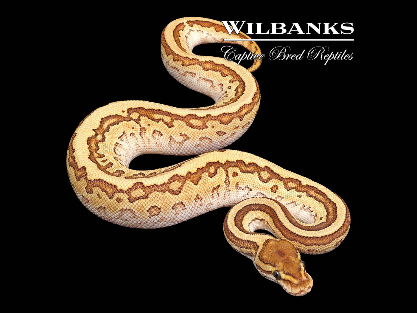 Leopard Butter Pinstripe Yellow Belly 100% Het. Orange Crush Ball Python ♀ '24