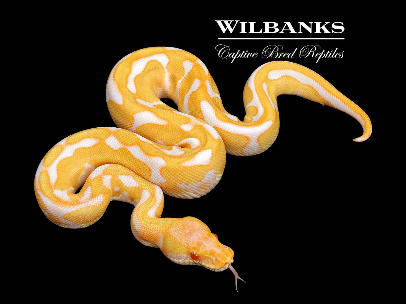 Albino Leopard Enchi Ball Python ♂ '24