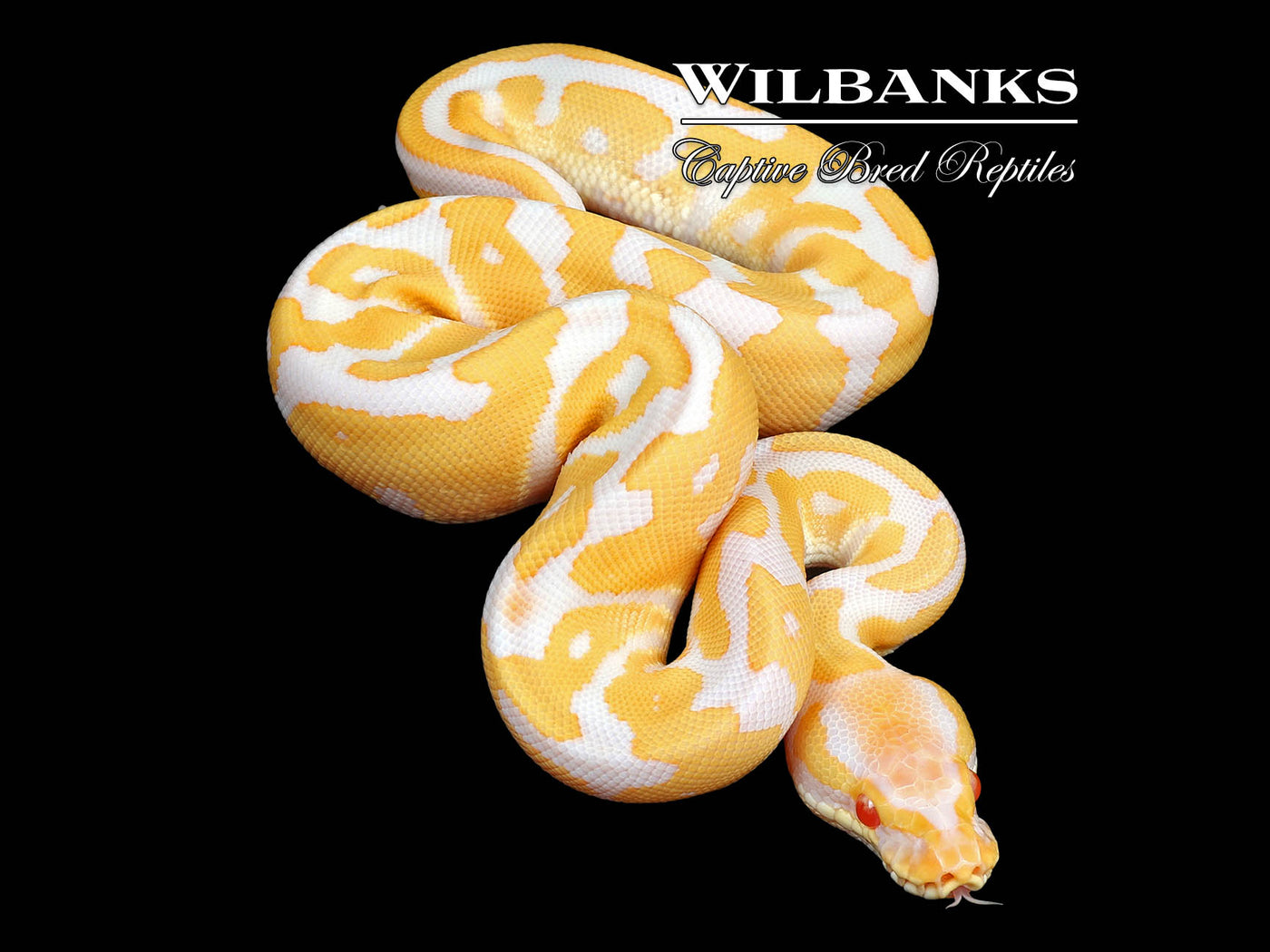 Albino Leopard Ball Python ♀ '24