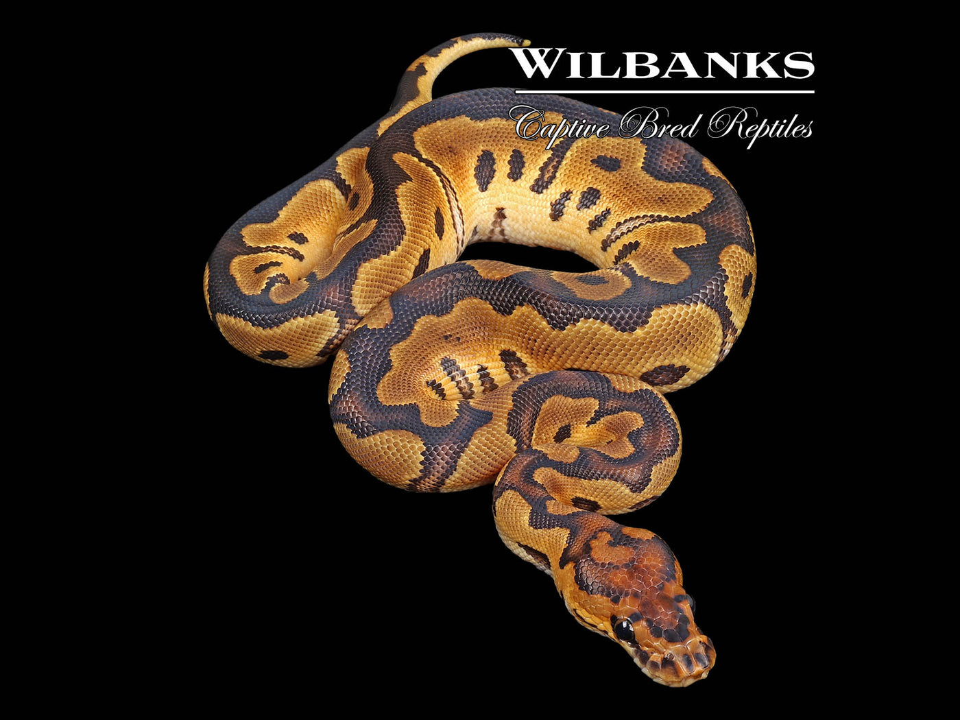 Clown Ball Python ♀ '24