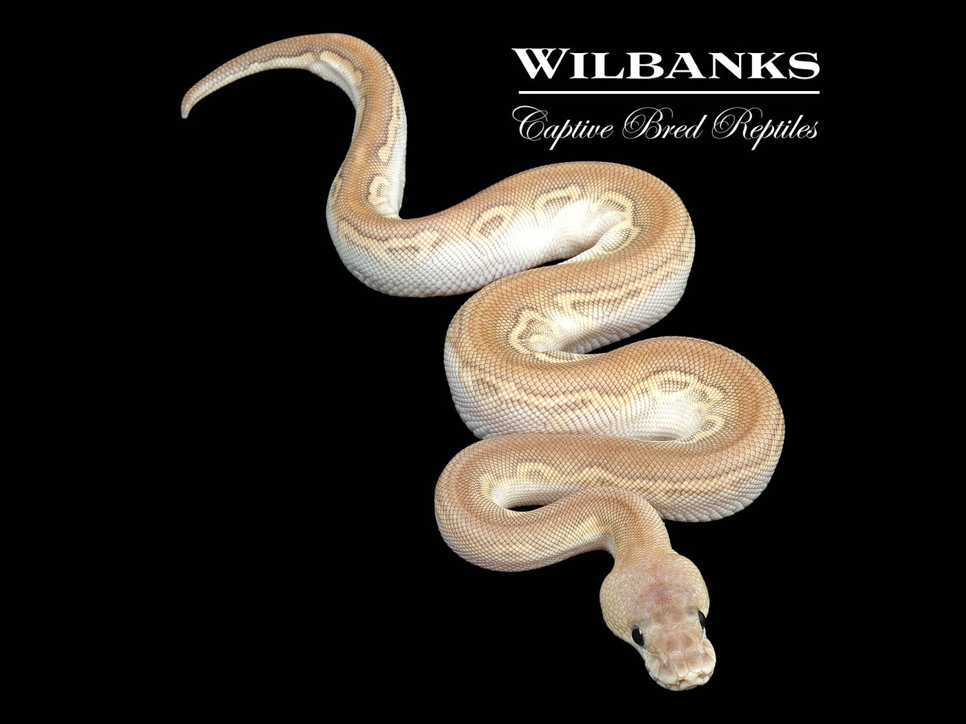 Cypress Butter Cinnamon Clown Ball Python ♀ '24