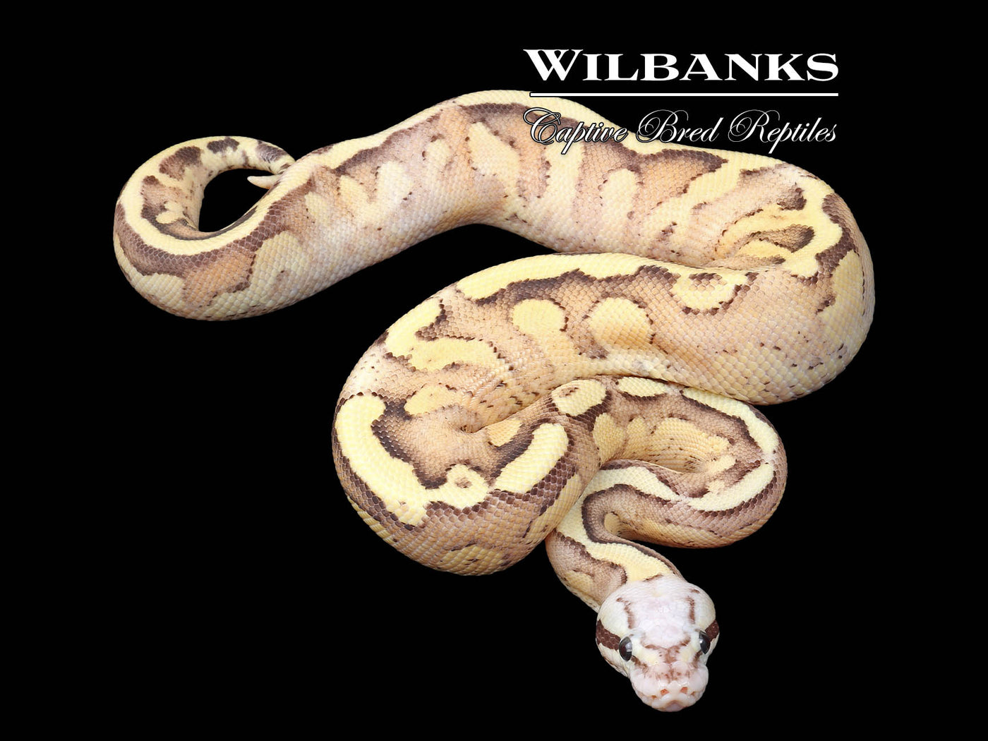 Vanilla Scream Ball Python ♂ '24