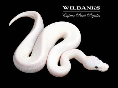 Banana Super Fire Ball Python ♂ '24