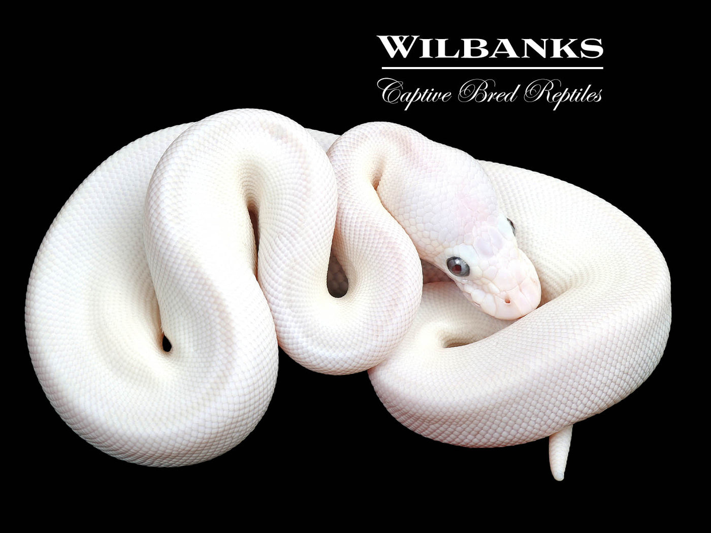 Banana Blue Eyed Leucistic (Butter Mojave) Ball Python ♂ '24