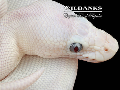 Banana Blue Eyed Leucistic (Butter Mojave) Ball Python ♂ '24