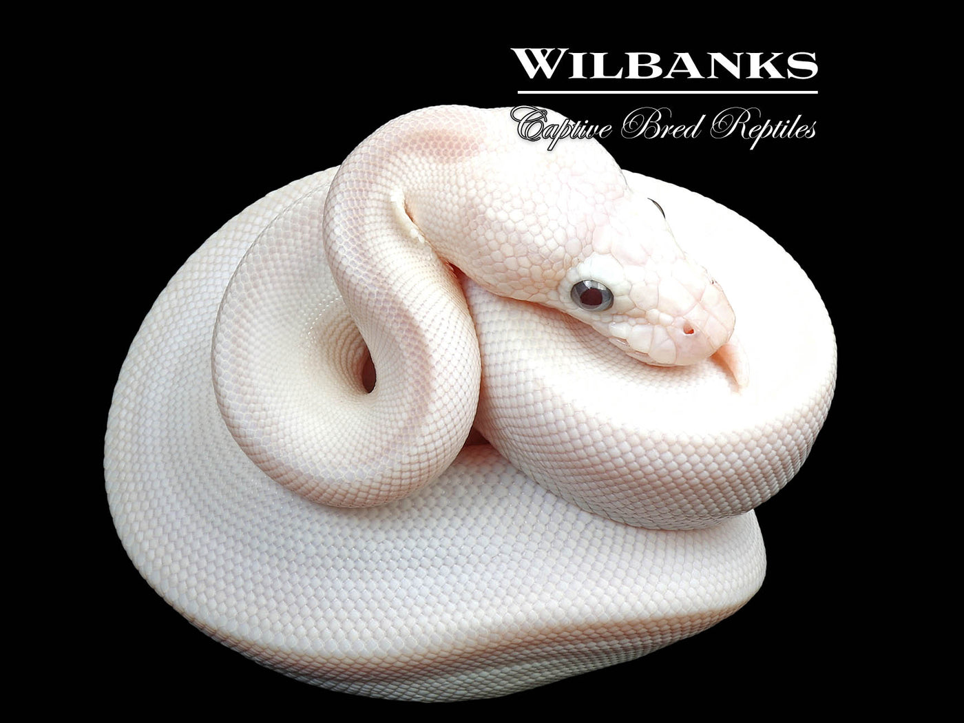 Banana Blue Eyed Leucistic (Butter Russo) Ball Python ♂ '24