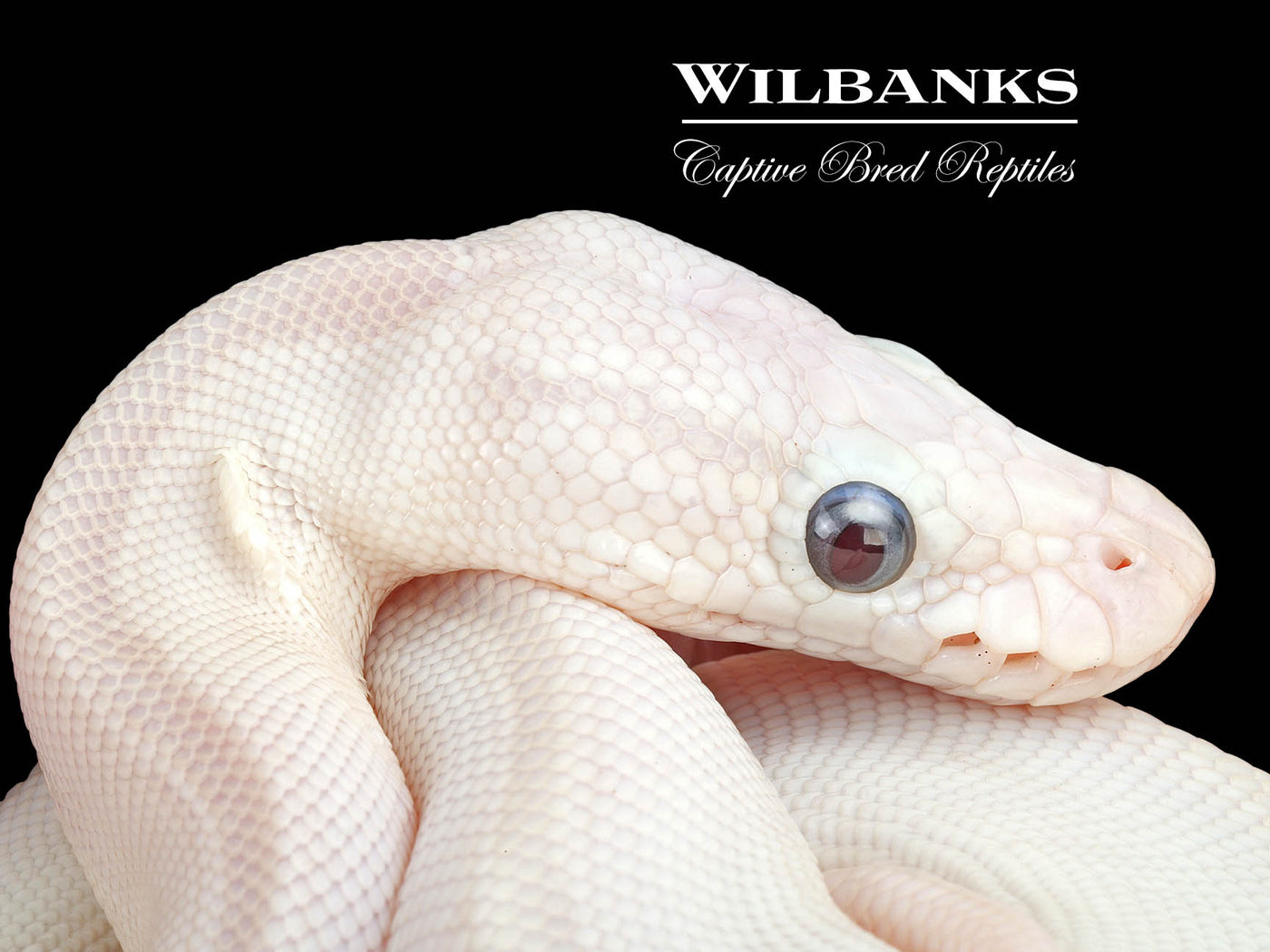 Banana Blue Eyed Leucistic (Butter Russo) Ball Python ♂ '24