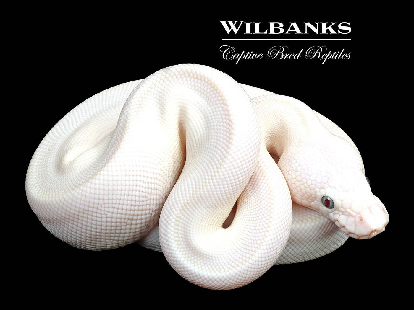 Blue Eyed Leucistic (Mojave Butter) Ball Python ♀ '24