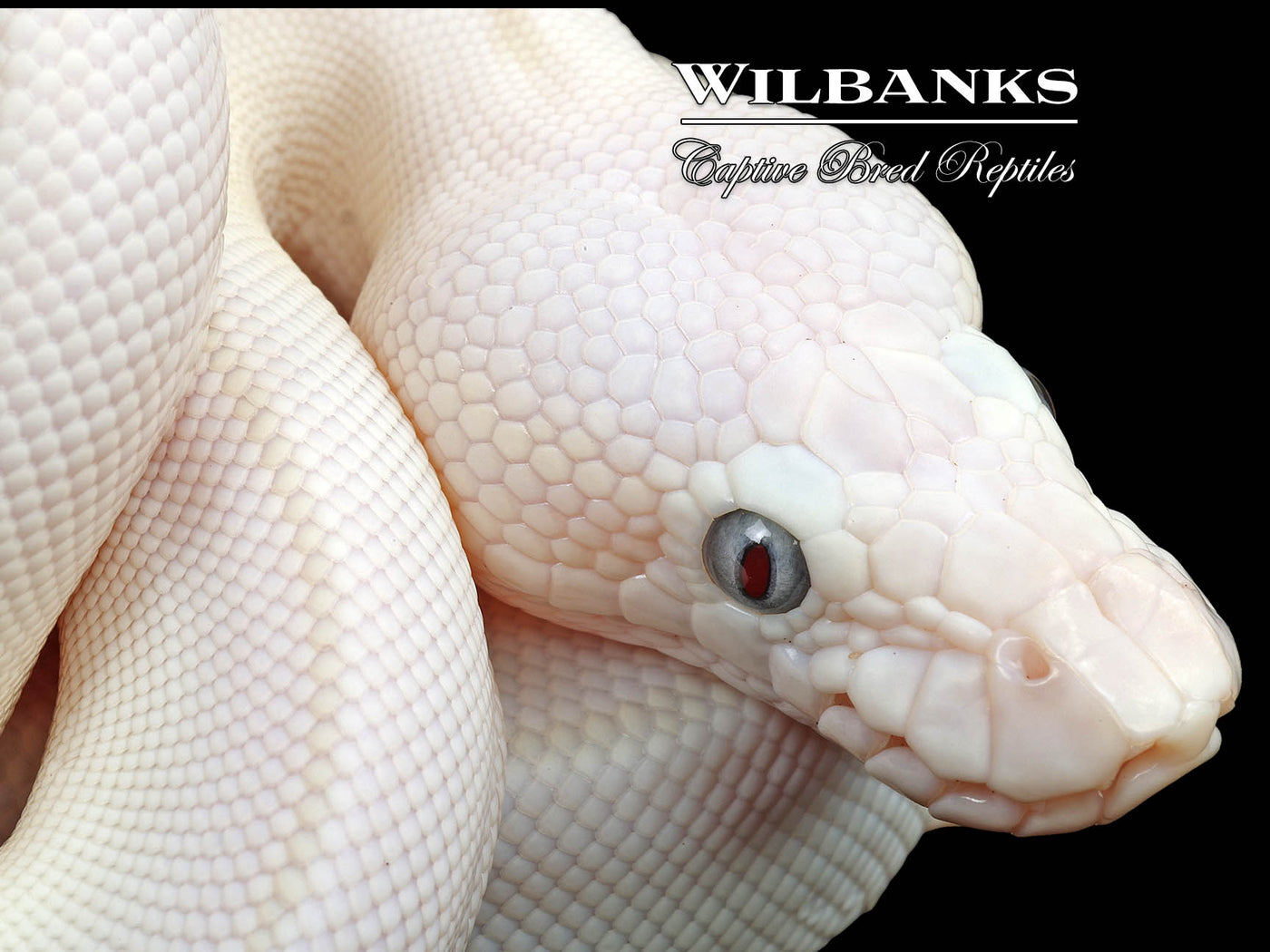 Blue Eyed Leucistic (Mojave Butter) Ball Python ♀ '24