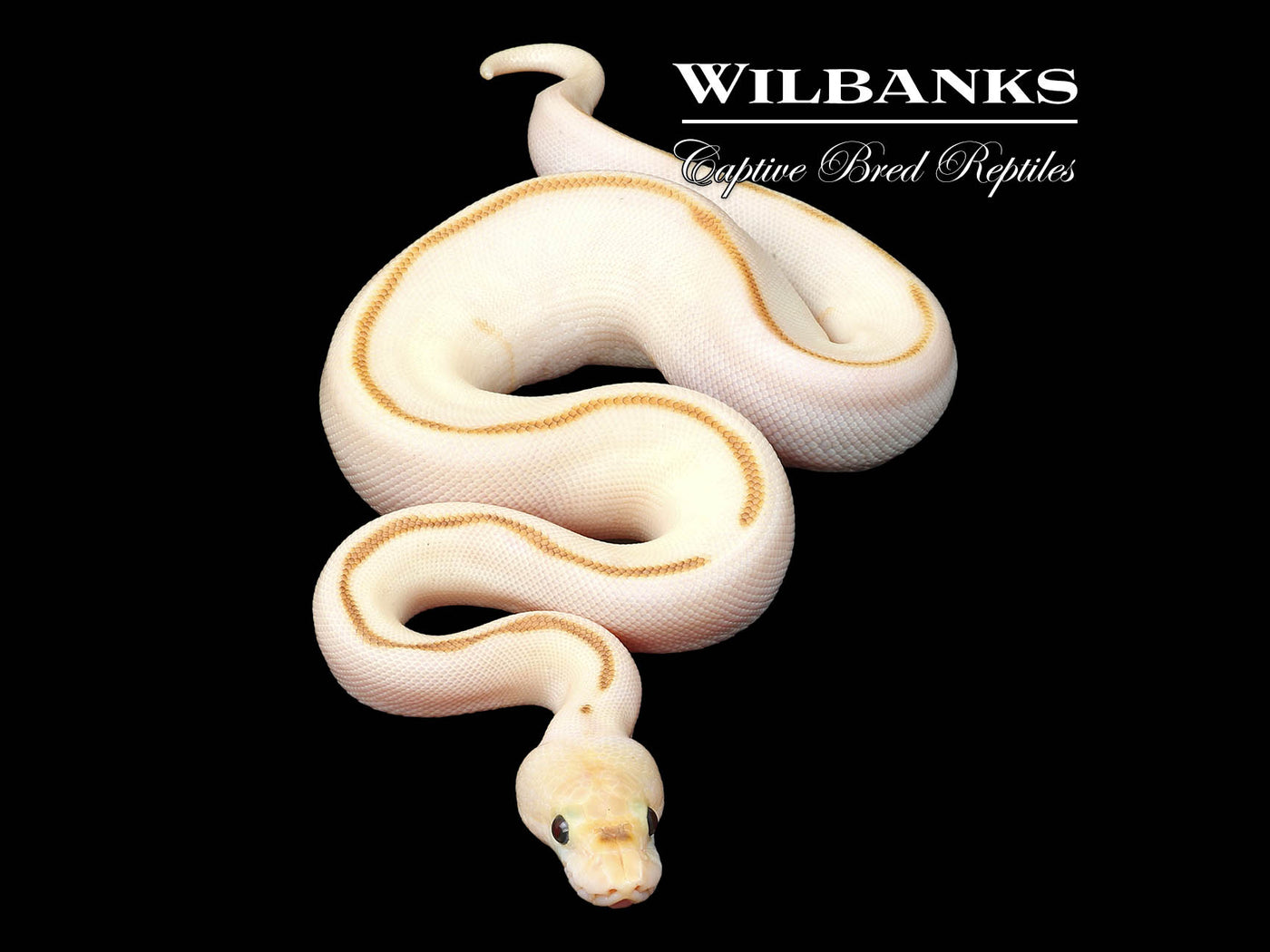 Butter Stinger Bee Clown Ball Python ♀ '24