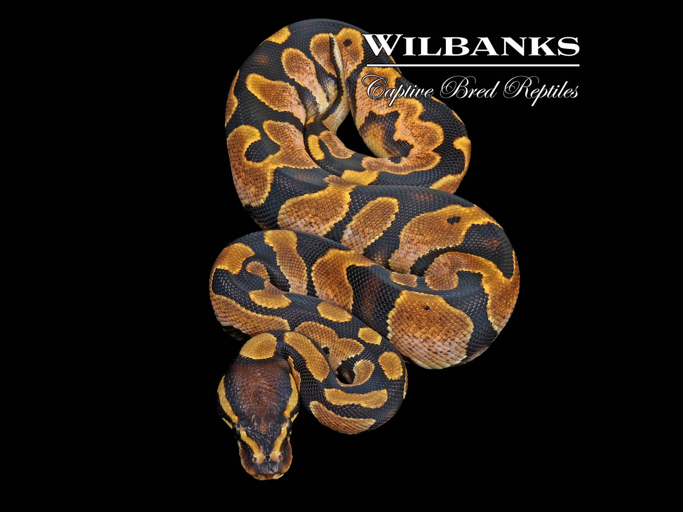 Enchi Sugar Ball Python ♀ '24