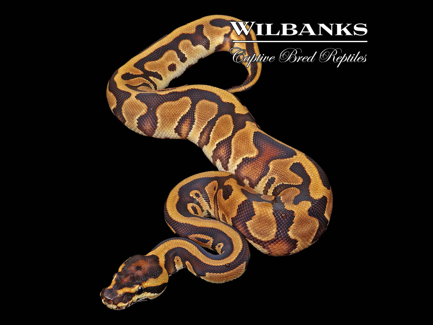 Leopard Enchi Yellow Belly Ball Python ♀ '24