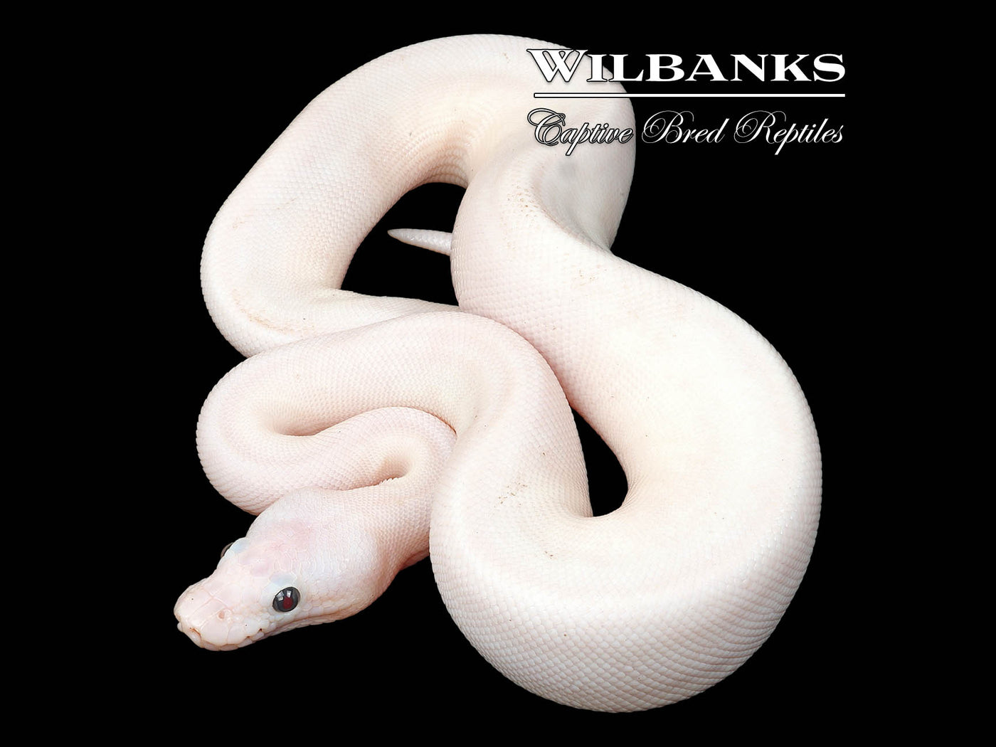 Super Fire Ball Python ♀ '24