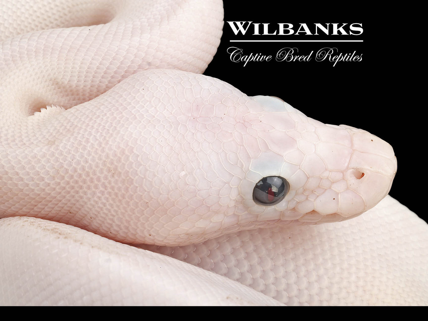 Super Fire Ball Python ♀ '24