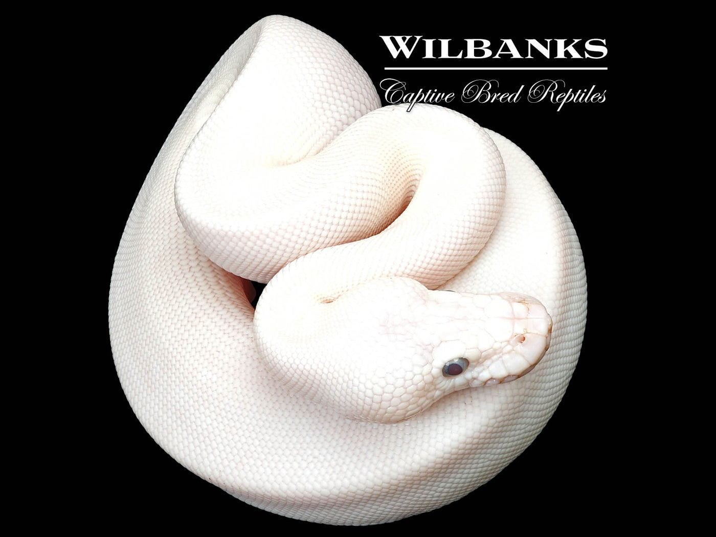 Blue Eyed Leucistic (Butter Mojave) Ball Python ♂ '24