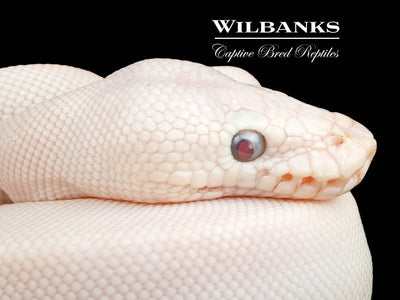 Blue Eyed Leucistic (Butter Mojave) Ball Python ♂ '24