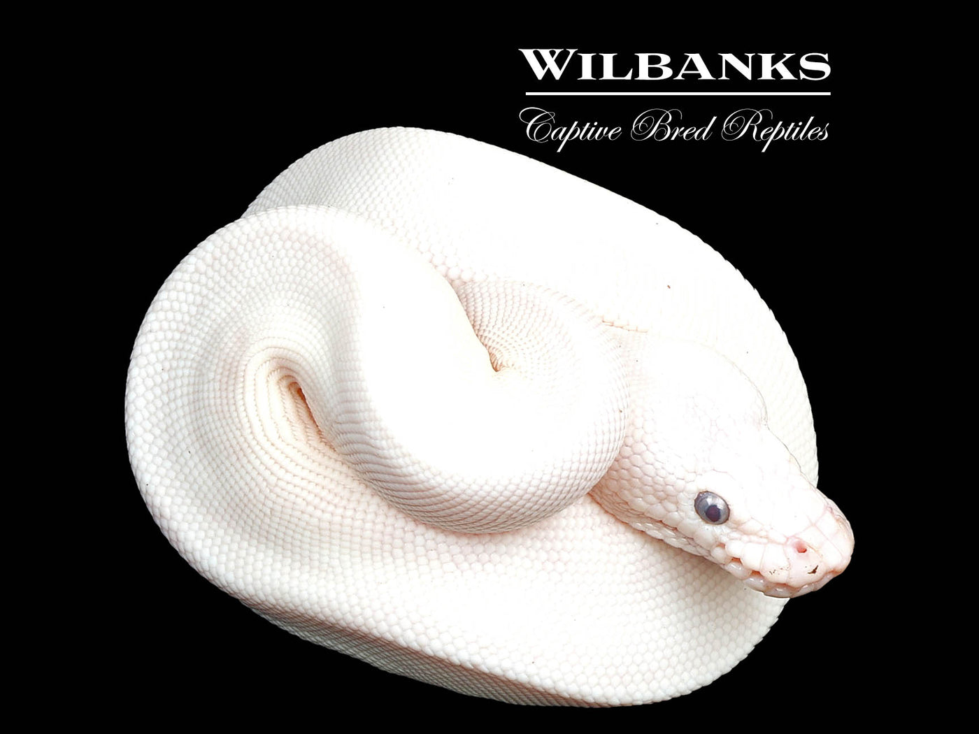 Blue Eyed Leucistic (Mojave Butter) Ball Python ♀ '24